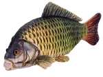 Carpa di peluche 52 cm