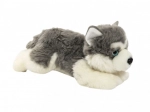 Cane Husky di peluche per bambini