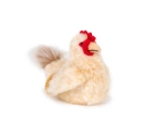 Gallina di peluche seduta 23 cm