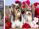 Pittura diamantata Cagnolini tra le rose 30 × 40 cm