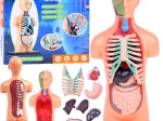 Modello educativo del corpo umano con organi rimovibili, mini 15 cm