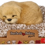 Golden retriever che abbaia sul suo cuscino