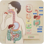 Masterkidz pannello educativo da parete – apparato digerente Montessori