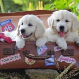 Ravensburger Puzzle cuccioli in viaggio 100 pezzi