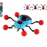 Ragno Rampicante sul Vetro