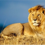 Pittura diamantata Maestà del leone 30x40 cm