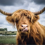 Ravensburger Puzzle Moments Highland Cattle 300 pezzi