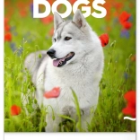 Calendario da parete Cani 2026