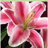 Pittura diamante su cartoncino – giglio 21 × 29 cm