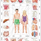 Larsen puzzle educativo Il nostro corpo 35 pezzi