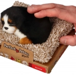 Perfect Petzzz piccolo bovaro del Bernese sulla cuccia