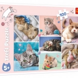 Puzzle Nel mondo dei gatti 100 pezzi Trefl