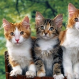 Pittura diamante Gatti 30x40 cm