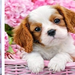 Pittura diamantata cucciolo nel cestino rosa 30 × 40 cm