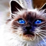 Pittura diamantata Magia felina 30 × 40 cm