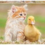 Educa puzzle teneri amici 500 pezzi