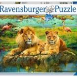 Puzzle Ravensburger Leoni nella savana 500 pezzi