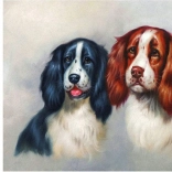 Pittura diamantata Duo peloso 30 × 40 cm