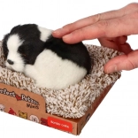 Border collie che dorme sul cuscino