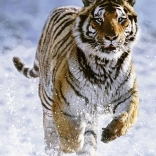 Puzzle Ravensburger Tigre in inverno 500 pezzi