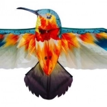 Drago Colibrì