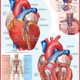 EUROGRAPHICS Puzzle cuore umano 1000 pezzi
